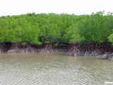 33_mangroves